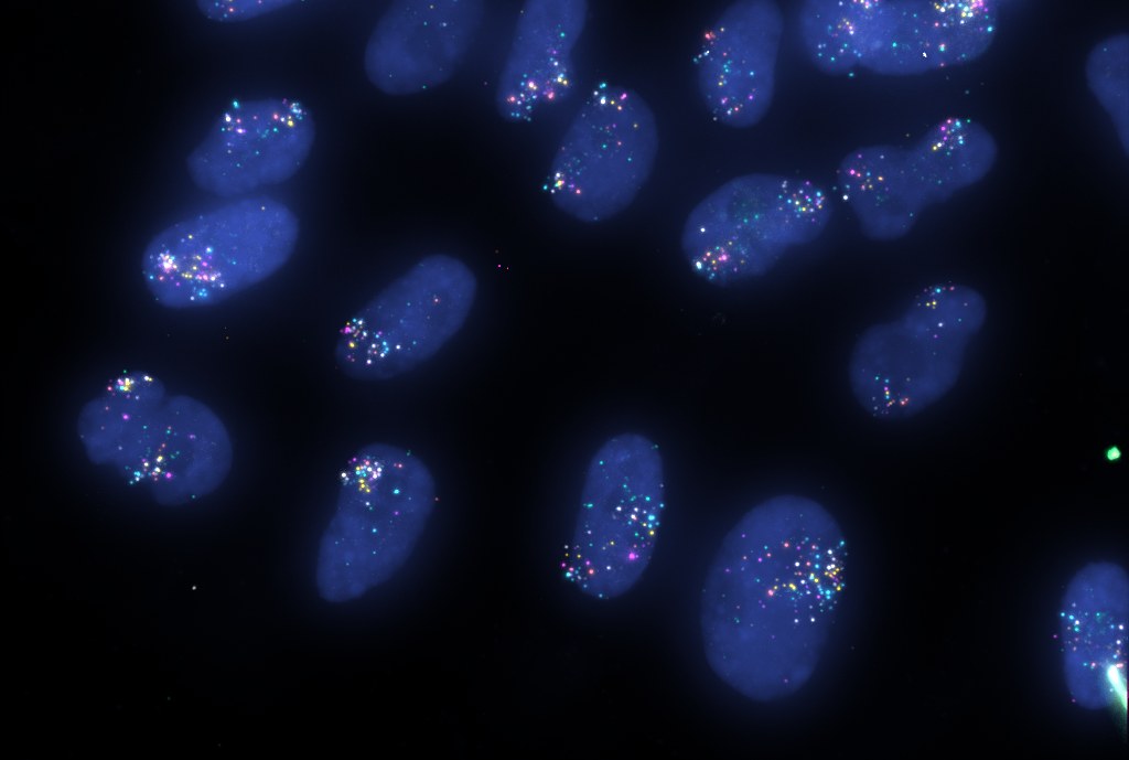 Human cell nuclei in blue (DAPI) with multi-colored FISH spots from six fluorophores marking chromosome 1 loci, from IDR study idr0123.